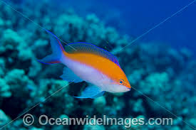 Image result for Basananthe pseudostipulata