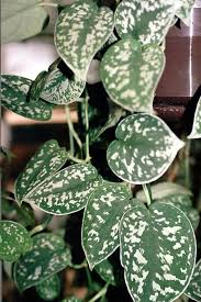 Scindapsus Wikipedia The Free Encyclopedia House Plants Hanging Plants Plants