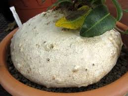 Image result for Raphionacme procumbens