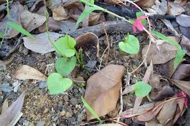 Image result for Ophioglossum reticulatum