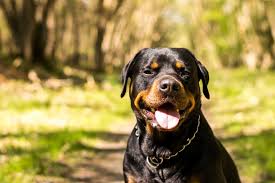 Black And Brown Dog Breeds Medium These Black Dog Breeds Are So Cute You Won T Mind Cleaning Up Their Fur Black Dogs Breeds Dog Breeds Medium Dog Breeds