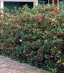 Ilex Hecke Heckenfee Ilex Hecke Straucher Garten Gartendesign Ideen