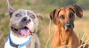 Good dog certified · nationwide · responsible breeders Rhodesian Ridgeback Pitbull Mix Great Guard Dog Or Loyal Companion