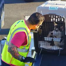 Dogs, cats (both at least eight weeks old), rabbits, and household birds in the cabin. Why Is It So Hard To Keep Pets Safe On A Plane