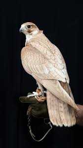Florida Birds Of Prey Images Golden Falcon Hybrid The Explosive Power Of The Peregrine Falcon Meets The Robustness And Elegance Of The Saker Falc Beautiful Birds Pet Birds Birds Of Prey