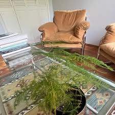 Image result for Asparagus laricinus