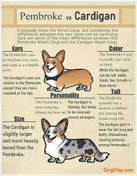Pembroke Vs Cardigan Visual Ly