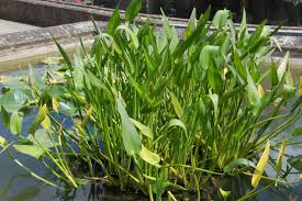 Image result for Pontederia