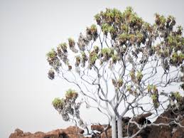 Image result for Nicolasia pedunculata