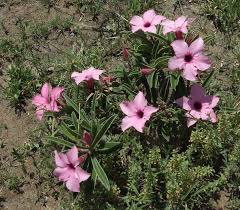 Image result for Siphonochilus parvus