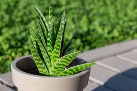 Image result for Aloe canis