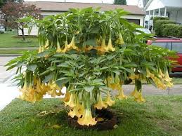 Bunga calla lily bentuk bunga calla lily ini sedikit mirip dengan terompet dengan warna hitam yang sangat pekat. Jual Tanaman Bunga Terompet Hias Di Lapak Chavid Farm Bukalapak