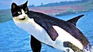 It's funny to see how the scammers respond to a taste of their own medicine. Strange Animal Photoshop Fails Youtube