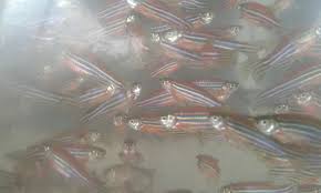Pin Oleh Boking Danio Di Boking