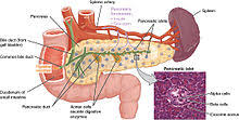 Unit three — abdominal organs, pelvis & lower limb. Pancreas Wikipedia