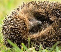 I really like sonic, touhou, vocaloid and animes. The Clocks Have Gone Back The Nights Are Drawing In And The First Frosts Are Already Occurring So When Do Hedgehogs Hibernate Animals That Hibernate Hedgehog