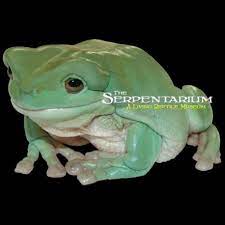 The frogs with multiple spots are called snowflakes. Whitea S Tree Frog Litoria Caerulea