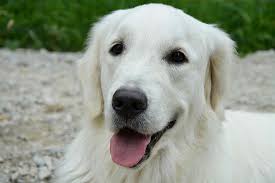 Kopek Orospu Golden Retriever Portre Kahverengi Gozler Truf Siyahi Beyaz Ceket Kucu Kucu Pikist