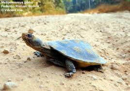 Image result for Marsilea gibba