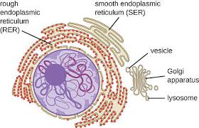 A cell's endoplasmic reticulum (er) contains a network of tubules and flattened sacs. What Is The Endoplasmic Reticulum What Does It Do