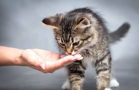 Ingin tahu makanan kucing persia agar cepat gemuk dan sehat? Ampuh Makanan Kucing Murah Terbaik Agar Cepat Gemuk Bulu Lebat