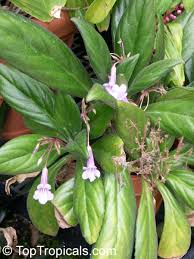 Image result for Streptocarpus sp.nov. aff. S. grandis