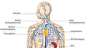 Lymphsystem Abfalltransport Durch Den Korper Br Wissen