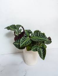 Image result for Fadogia gossweileri