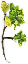 Image result for Pittosporum abyssinicum