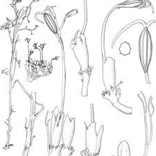 Image result for Inversodicraea