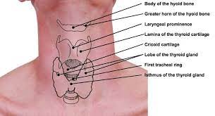 Dans l'espèce humaine, elle est située à la face antérieure du cou, superficiellement. La Glande Thyroide 2 Les Causes De Ses Dereglements Alma Consult Paris