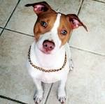 American Pit Bull Terrier Dog Breed Information and Pictures