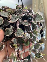 Image result for Ceropegia meyeri