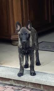 Puppy Growth Chart Volt Berger Malinois Male