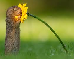 Squirrel Stops To Sniff A Yellow Flower X Post R Cantbelievethatsreal In 2020 Animals Yellow Flowers Nature