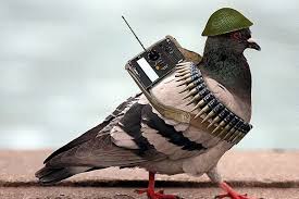 Military Man Animals Pigeon Funny Pigeon