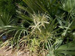 Image result for Sabal