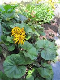 Extend columbine's bloom period by pinching spent flowers back to just above a bud. Using Plants That Reseed In Your Gardens Garden Goddess Sense And Sustainability A Saratoga Garden Blog