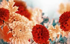 Fall Flowers Wallpapers - Top Free Fall Flowers Backgrounds ...