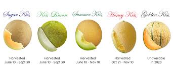 20 Sugar Kiss Melon Seeds Organic Home Grow - Etsy