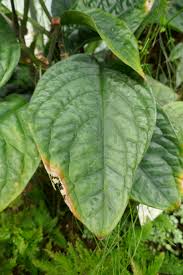 Image result for Culcasia falcifolia