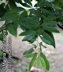 Image result for Cynometra alexandri