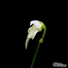 Image result for Genlisea