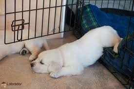 If there's one thing i've learned as a guide dog puppy raiser if you've been following my blog for a while then you already know that it took stetson over four weeks to get used to his crate. How To Crate Train A Puppy Day Night Even If You Work 2021