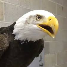 Pin On Bird S Of A Feather All Grouped In One Big Nest