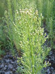 Image result for Conyza limosa