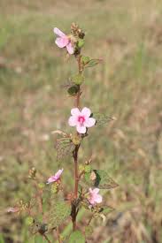 Image result for Urena