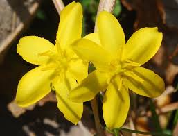 Image result for Hypoxis urceolata