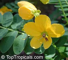 Image result for Senna floribunda