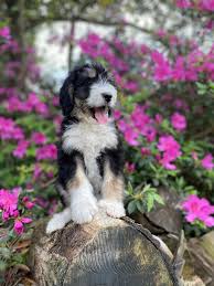 Unfortunately, not all of them are ethical breeders. Current Bernedoodle Puppies For Sale Cobblestone Bernedoodles